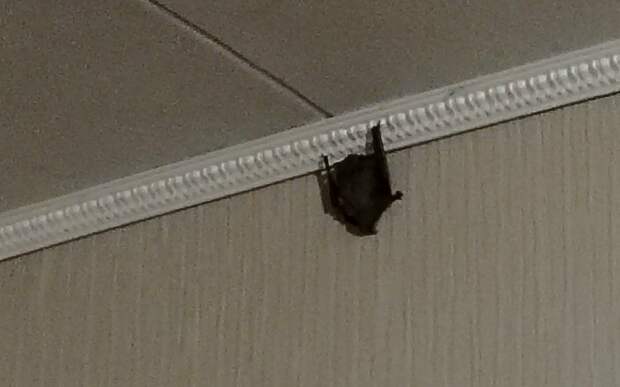 В Рязани волонтеры ловили в квартире на Соколовской летучую мышь