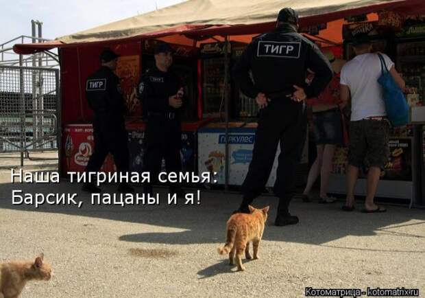 Лучшие котоматрицы недели (50 фото)