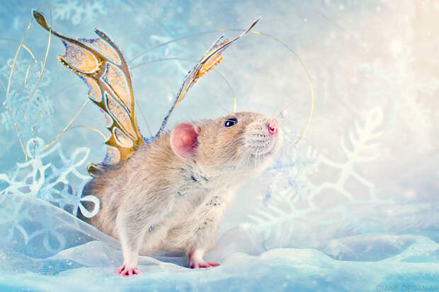Зимняя фея Лизандер Оздамар, грызун, животные, крыса, портрет, проект, съемка, фото