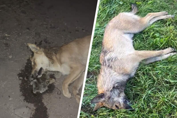 В разных районах Канска нашли 20 мертвых собак