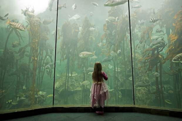 At the Two Oceans Aquarium in Cape Town, South Africa, a young visitor watches fish swim through the kelp forest exhibit. In the wild, South Africa's kelp forests are home to fish not found anywhere else in the world.