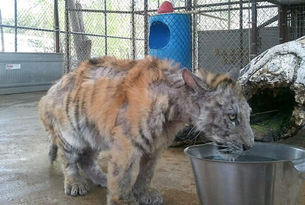 Невероятное преображение тигрицы спасенной из цирка реабилитация, спасение, тигрица, цирк