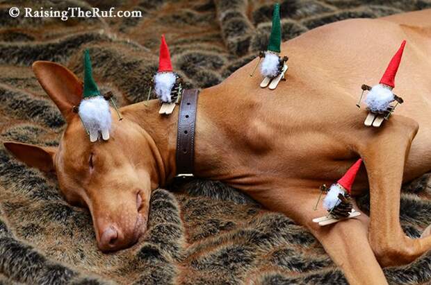 12 Days Of Christmas Dog RaisingTheRuf