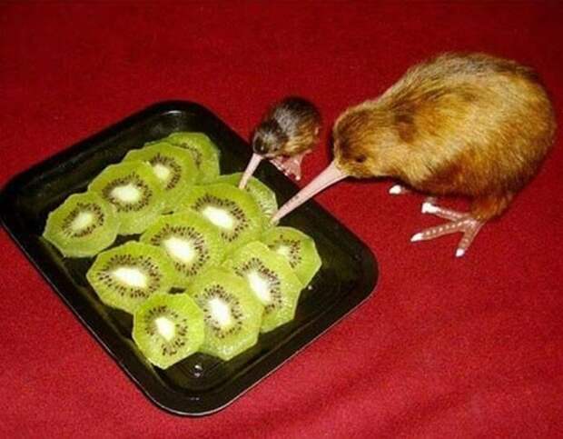 удивительное киви