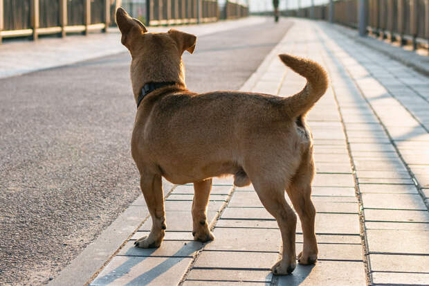 Ветврач Фроленко призвал брать для питомцев крем для лап на природу