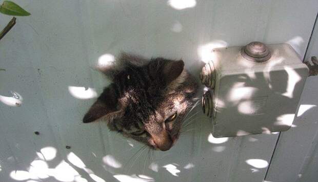 Кот попытался свалить из контейнера через дырку в стенке