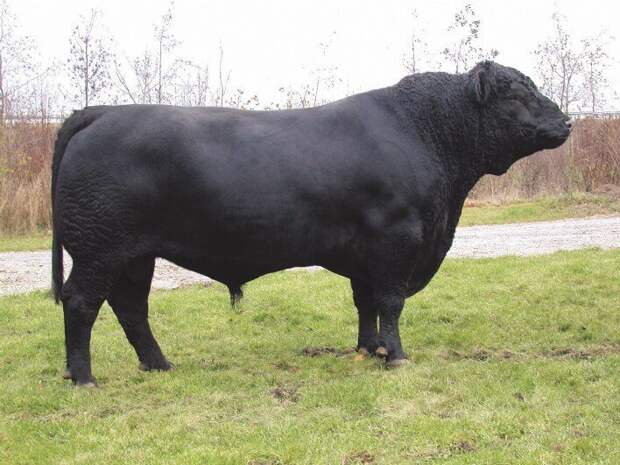 Абердин-ангусская мясная порода. Отличается быстрым набором веса, быки весят около 1000 килограмм буренки, животные, интересное, коровы, красота, породы