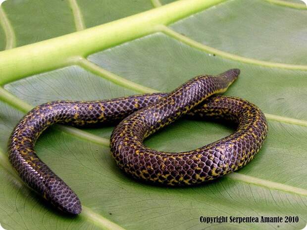 Щитохвостка Фипсона (лат. Uropeltis phipsonii)