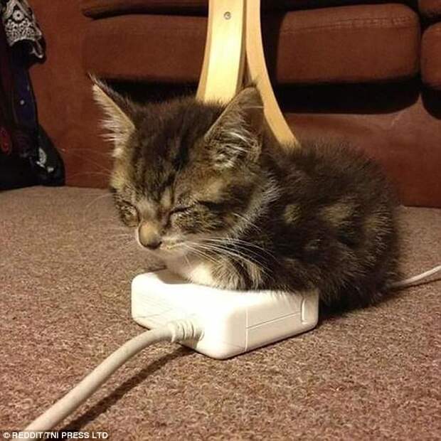 Умная кошка мерзнуть не будет!