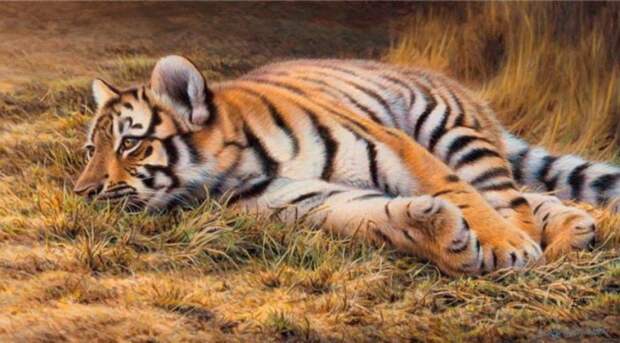 Молодой тигр скоро превратится в настоящего взрослого хищника.
