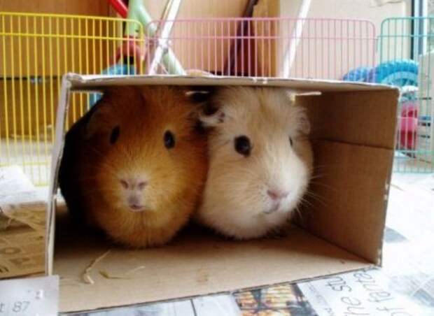 Животные парами в коробках
