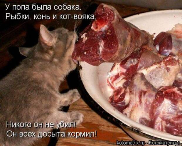 Новая котоматрица (39 фото)