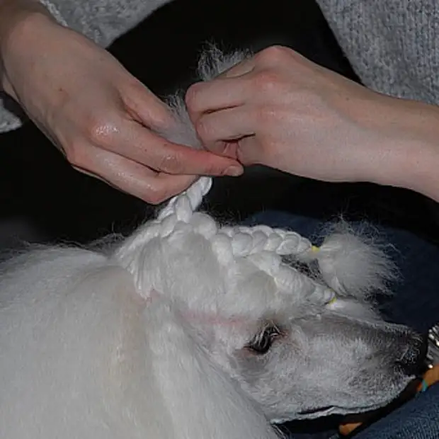 Как подстричь волосы в ушах у собаки