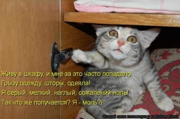 Лучшие котоматрицы недели, 35 шт.