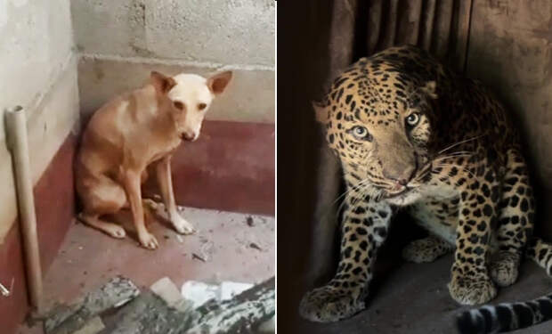 Леопард и собака оказались на 7 часов в закрытом помещении. Когда люди их нашли, удивились как себя повели животные