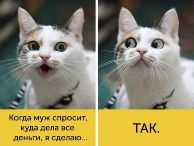 Кис-кис-кис Кис-кис-кис животные, коты, юмор