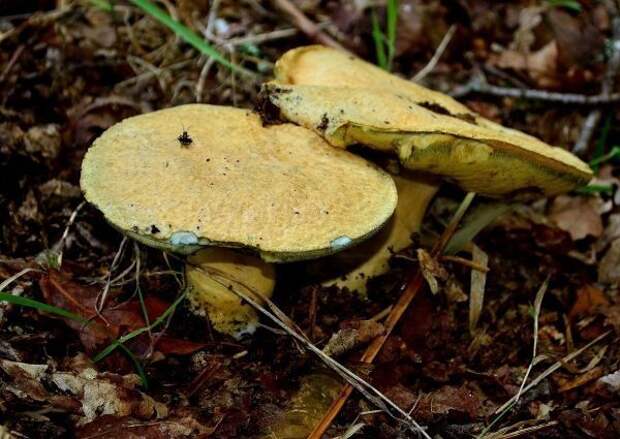 Новый вид клещей – мутантов на Кубани: о чем предупредили россиян?