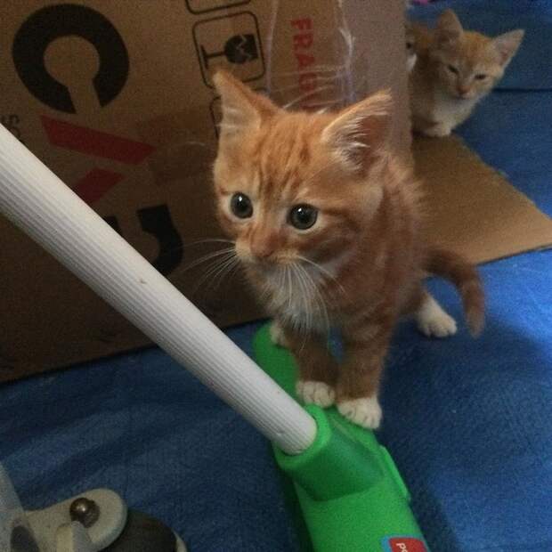 Без кота и жизнь не та