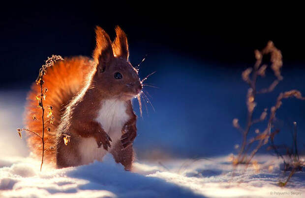 Animal Portraits