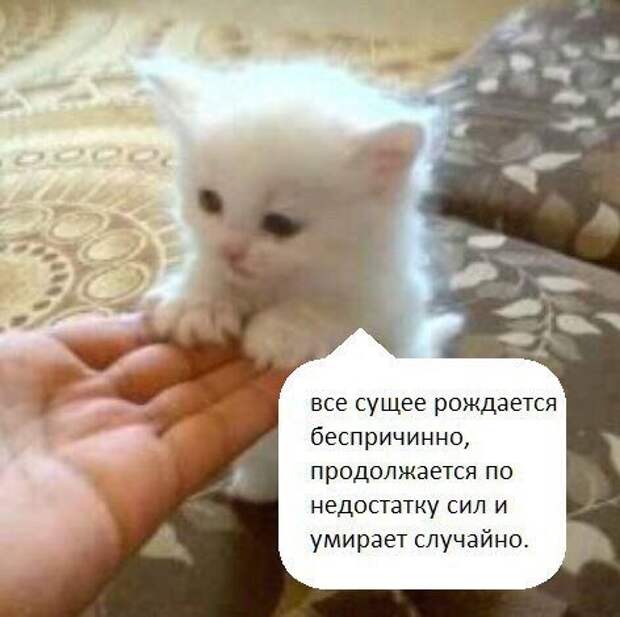 Нестандартный юмор :)