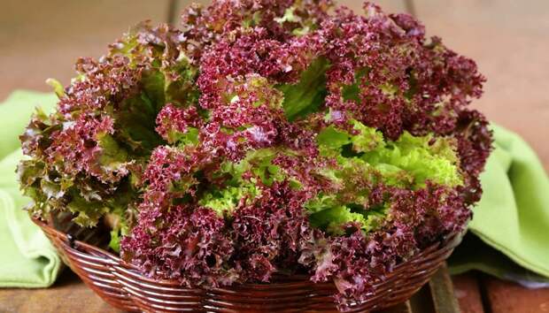 Сочный сезонный салат: его виды и применение в кулинарии