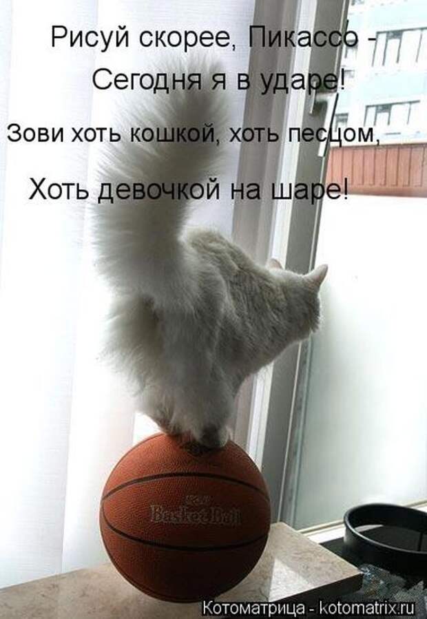 Котоматрицы(картинки с надписями)