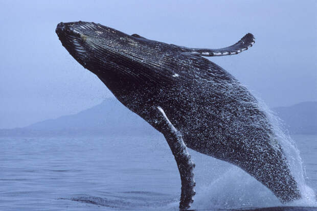 Активисты прошли 120 километров в поисках запутавшегося в сетях кита в Арктике
