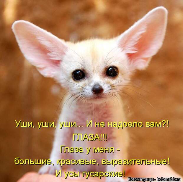 Лучшие котоматрицы недели (50 фото)