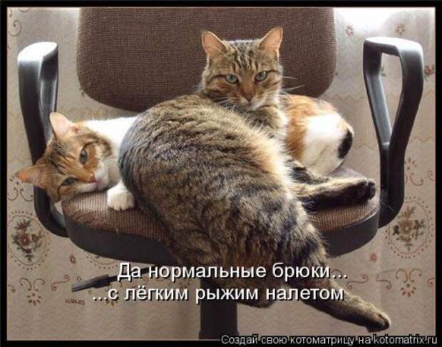 Лучшая котоматрица за неделю (31 шт)