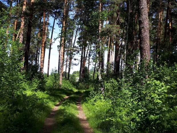 В Свердловской области установлен запрет на посещение лесов