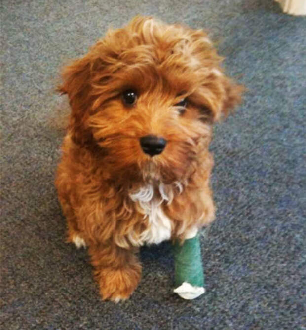 Little Doggy In Leg Cast