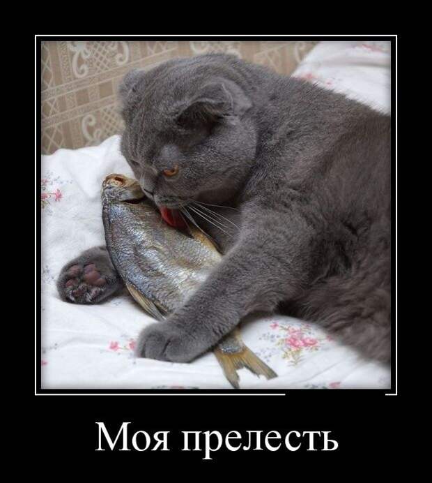 Демотиваторы (30 фото)