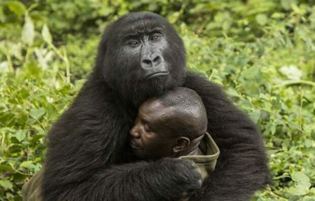 Две дикие гориллы влюбились в своего смотрителя ynews, гориллы, дикие животные, привязанность, фотограф