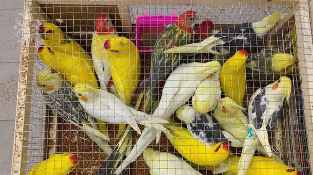 Таможенники обнаружили 19 редких попугаев при проверке авиагруза из Киргизии