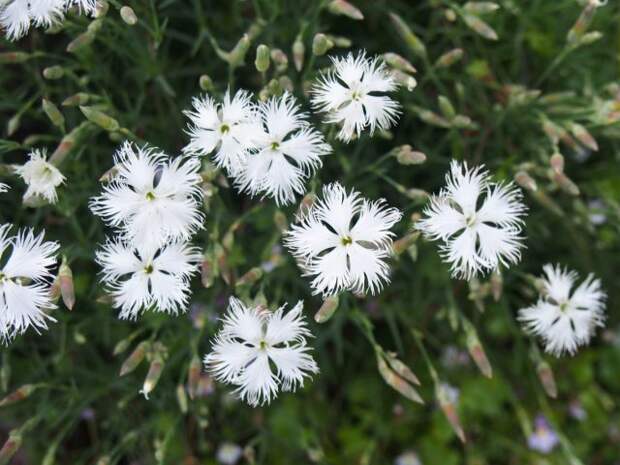 Гвоздика песчаная (Dianthus arenarius) известна сортом "Ностальжи" ('Nostalgia') с белыми простыми цветками, у которых края лепестков сильно бахромчатые.