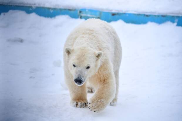 Московские ветеринары спасли белого медведя с застрявшей в пасти банкой от сгущёнки
