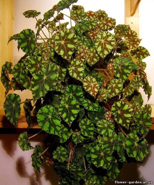 Бегонии. Размножение и уход. Страница 6 Форум о цветах и комнатных растениях - flowrum.ru