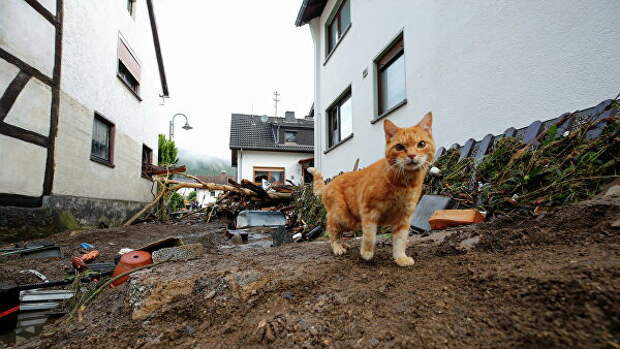Кошка на улице после наводнения в Шульде, Германия
