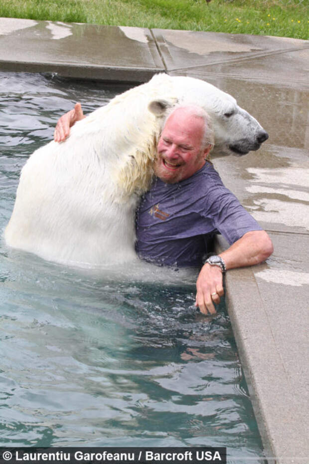 Мужчина уже более 20 лет дружит с белым медведем и даже плавает с ним в бассейне