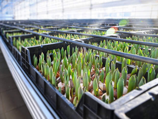 В новых теплицах казанского «Горводзеленхоза» стартовала посадка 3 млн цветов