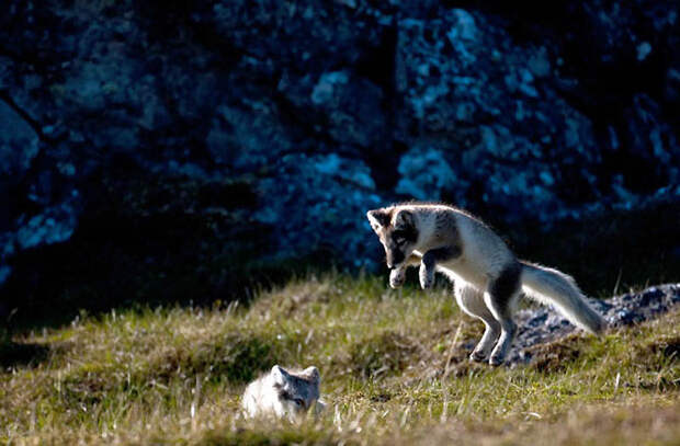 Фотография: Животные в полете №19 - BigPicture.ru