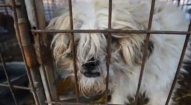 Human Compassion Rescued These Dogs from Almost Being Dinner