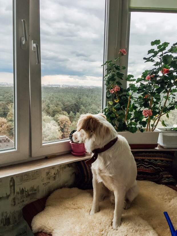 пес у окна