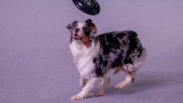 Бордер-колли: особенности породы, характер и поведение