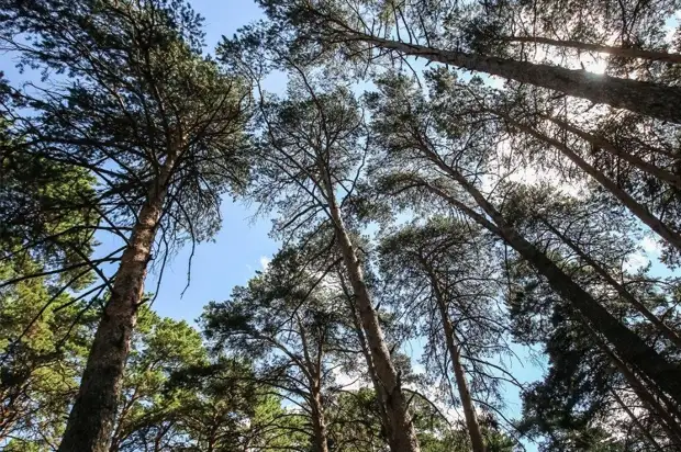 В Тюменской области дефицит лесных насаждений для собственных нужд. Пенсионерке, попросившей лес на баню, пообещали его выделить через 38 лет
