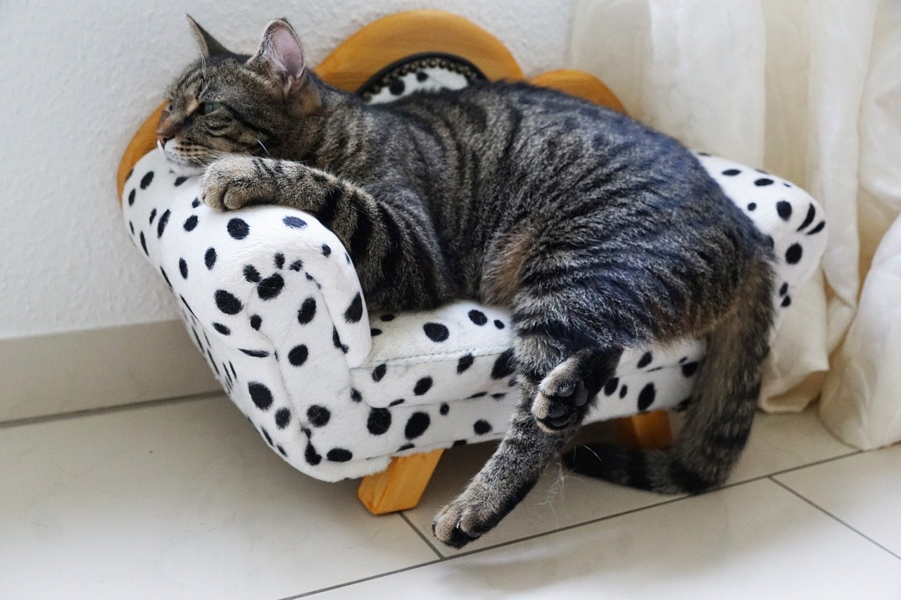 кошка на фото