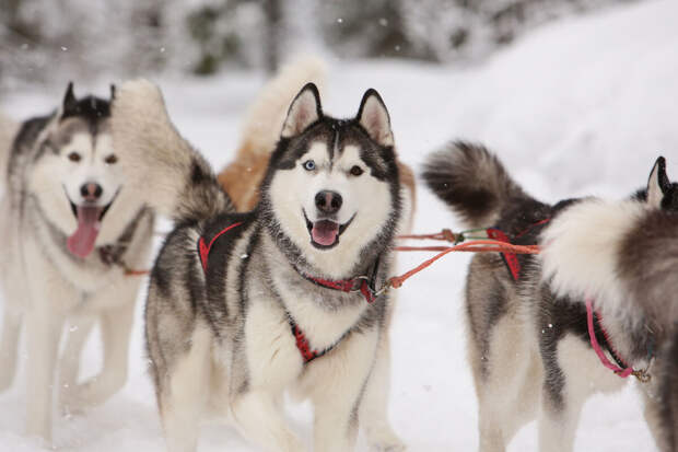 В Хасавюрте три собаки из-за наводнения оказались посреди бурной реки