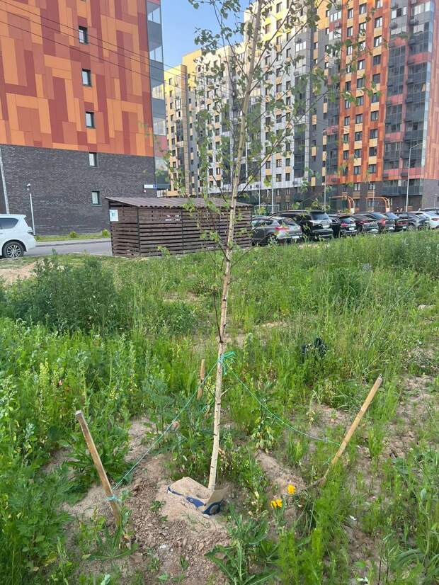 В Новой Москве беременная женщина потеряла ребёнка и закопала труп в картонной коробке
