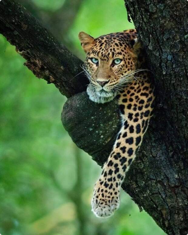 Дикие кошки