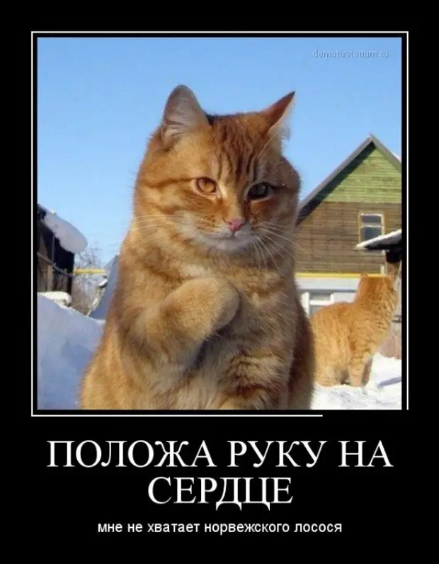 Жизнь удалась! Демотиваторы Очередная, подборка, демотиваторов, хорошего, настроенияисточник